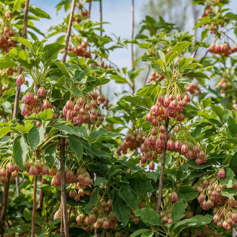 Glocken-Andromede ‘Red Bells’
