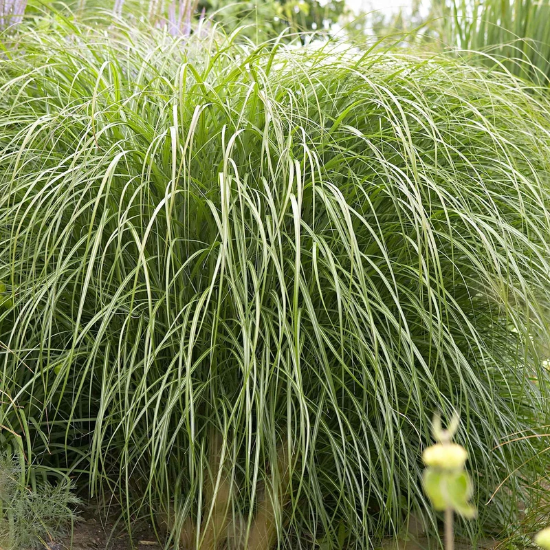 Chinaschilf 'Yaku-Jima'