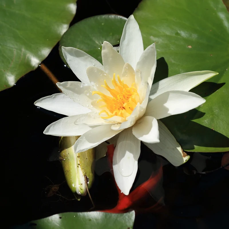 Seerose Gladstoniana
