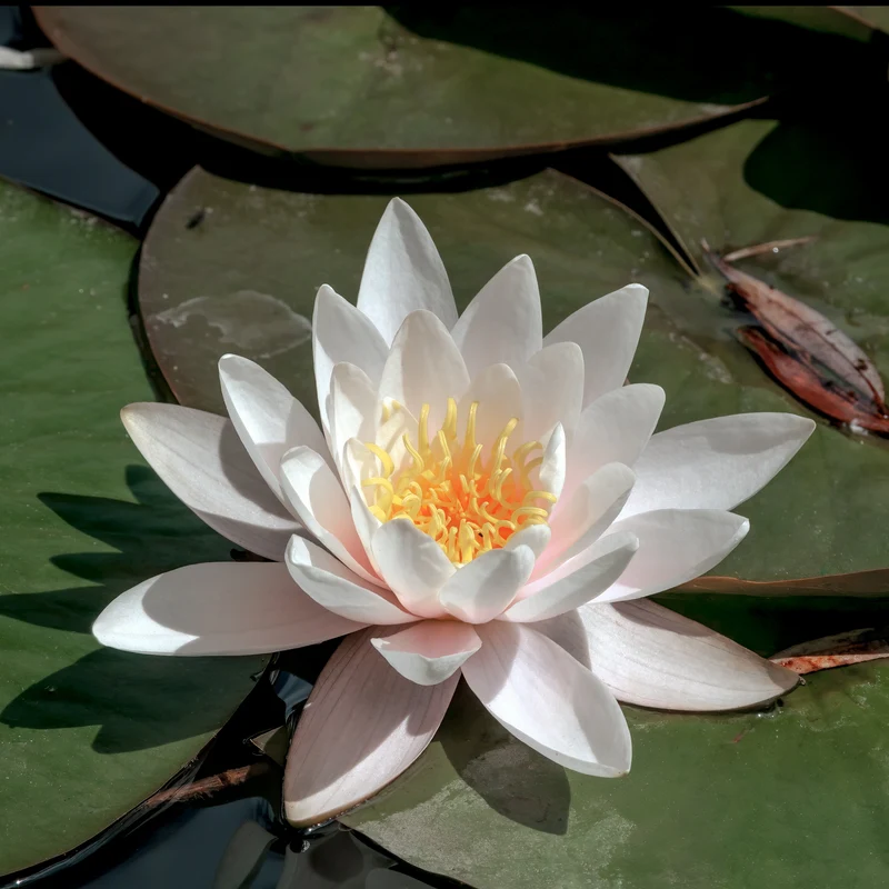 Weiße Seerose