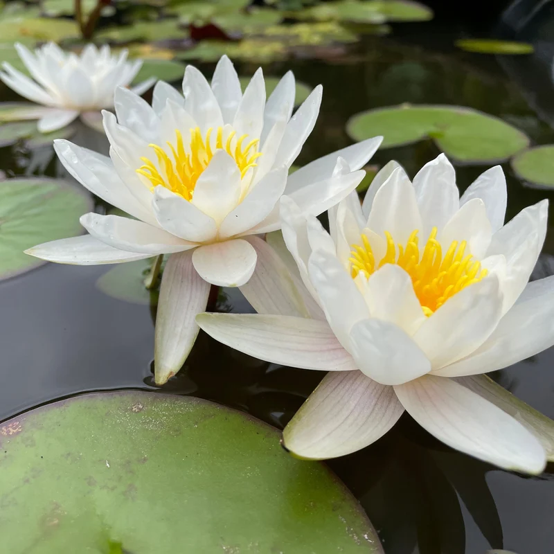 Weiße Seerose