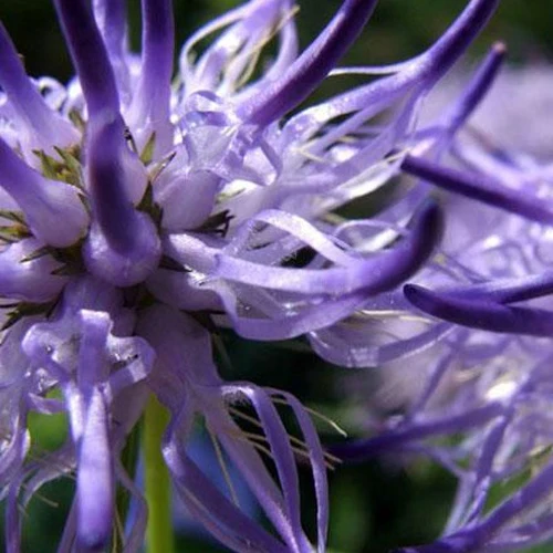 Phyteuma scheuchzeri Scheuchzers Rapunzel