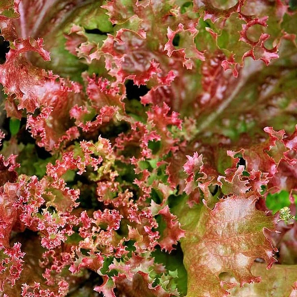 Schnittsalat Lollo Rossa BIO