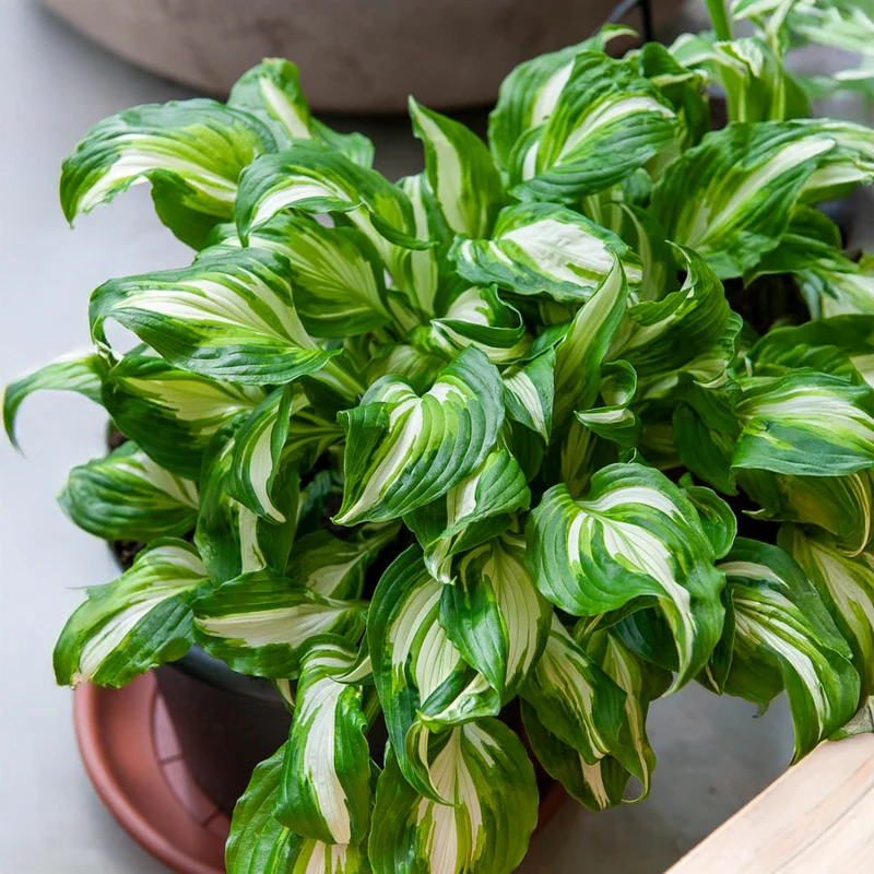 Hosta mit gewellten Blättern Mediovariegata