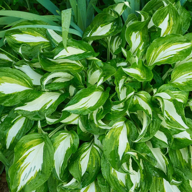 Hosta mit gewellten Blättern Mediovariegata