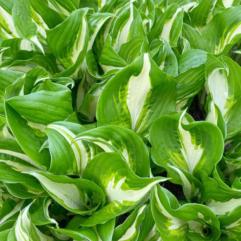 Hosta mit gewellten Blättern Mediovariegata