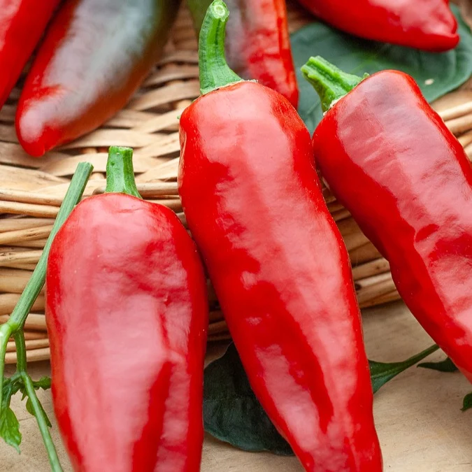 Chili ‘Gorria’ (Piment d’Espelette)