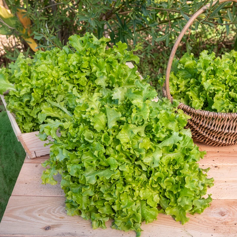 Pflücksalat ‘Salad Bowl’ Grün Bio