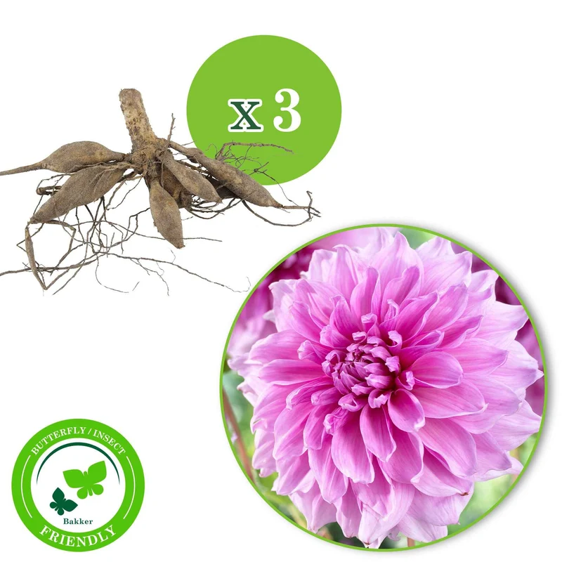 Dahlia 'Lavender Perfection' (x3)