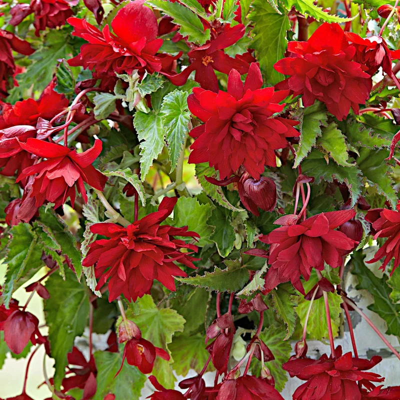 Begonie 'Scarlet' (x5)