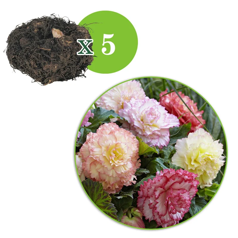 Begonien Mischung 'Samba' (x5)