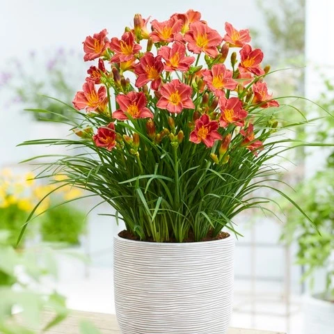 Taglilien 'Everydaylily Red Ribs' (x3)