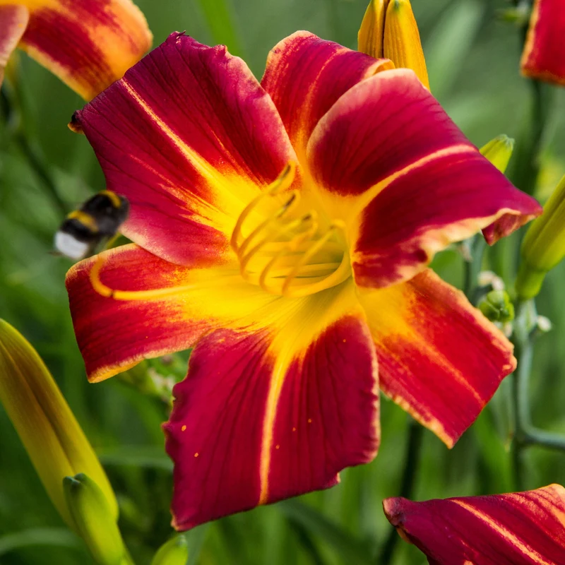 Taglilien 'Everydaylily Red Ribs' (x3)