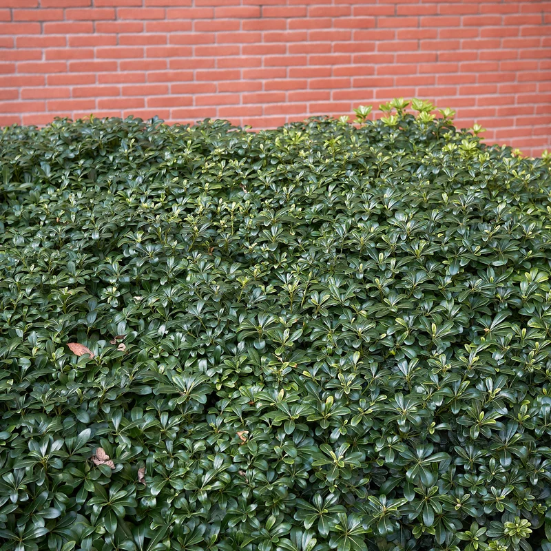 Chinesischer Klebsame