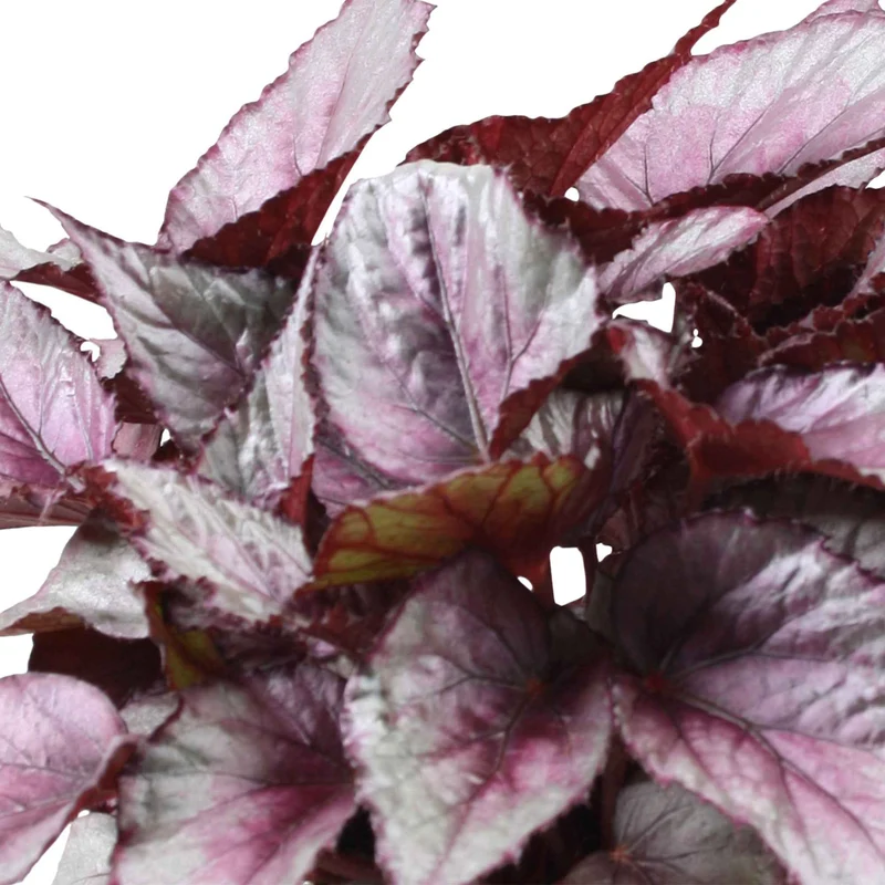 Blattbegonie 'Maori Haze'