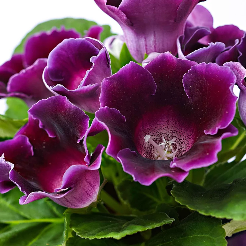 Sinningia speciosa Lila