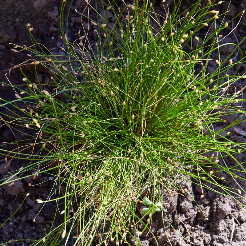 Lichtgras