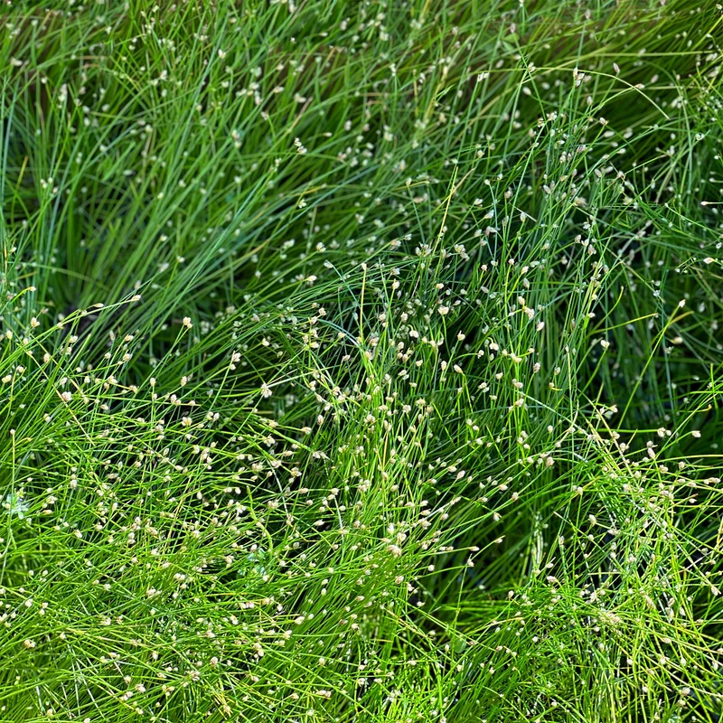 Lichtgras