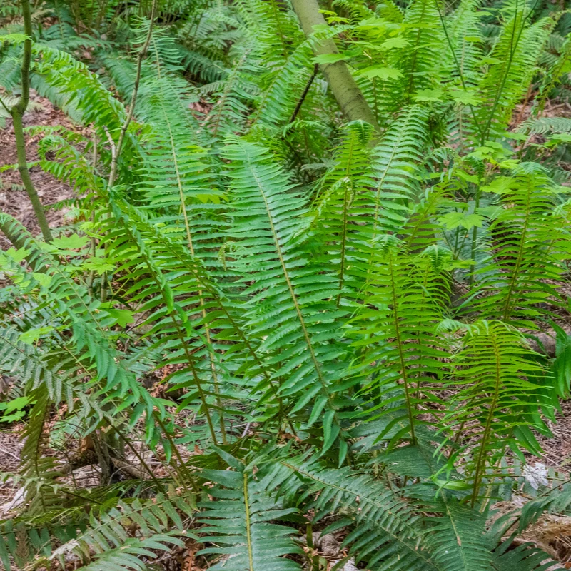 Westlicher Schwertfarn