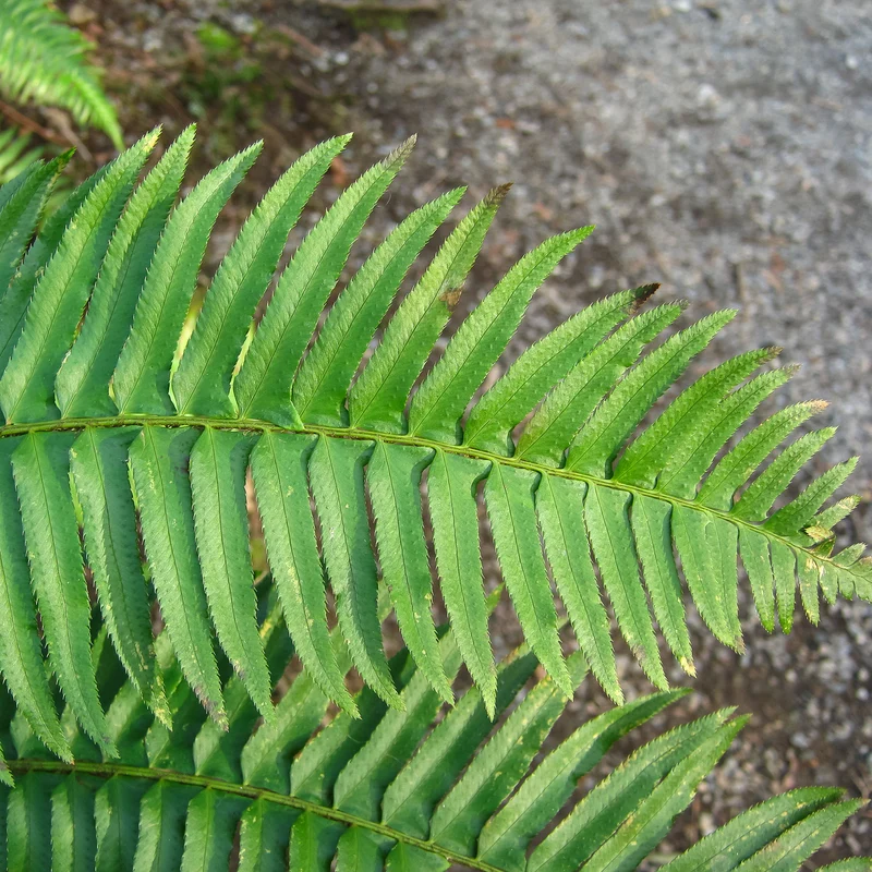 Westlicher Schwertfarn