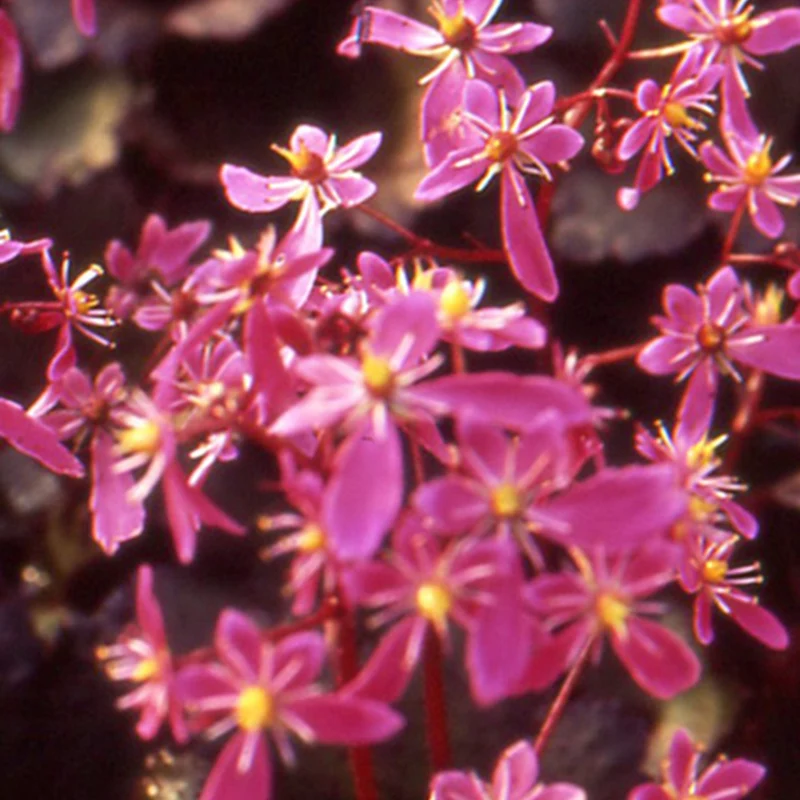Saxifrage ‘Black Ruby’