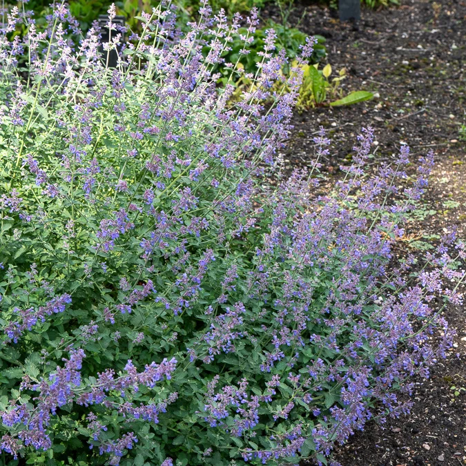 Blaue Katzenminze 'Dropmore'