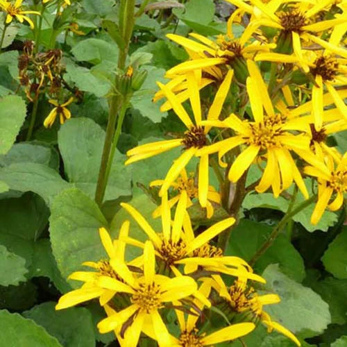 Goldkolben ‘Gregynog Gold’