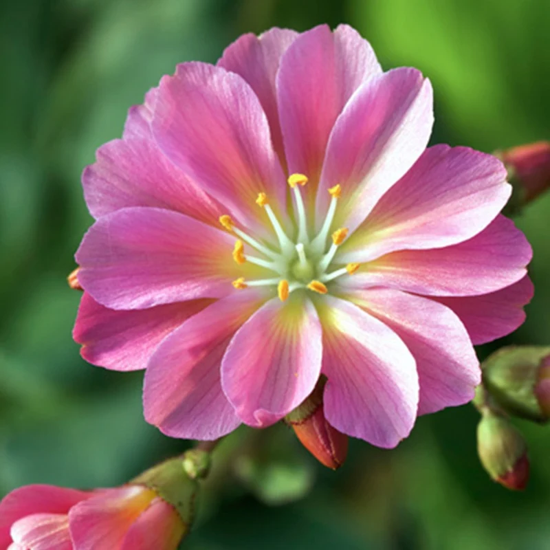 Bitterwurz ‘Sunset Strain’