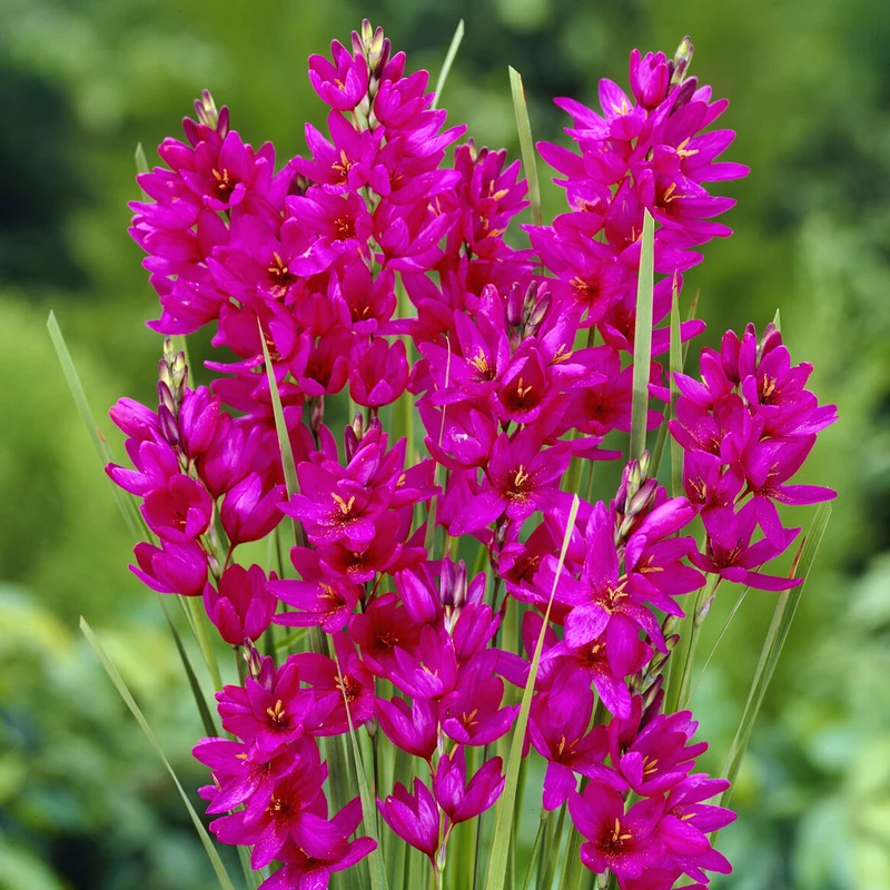Weizenlilien ‘Mabel’ (x30)