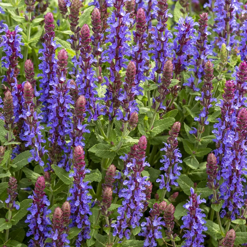 Steppen-Salbei ‘Sensation Deep Blue’