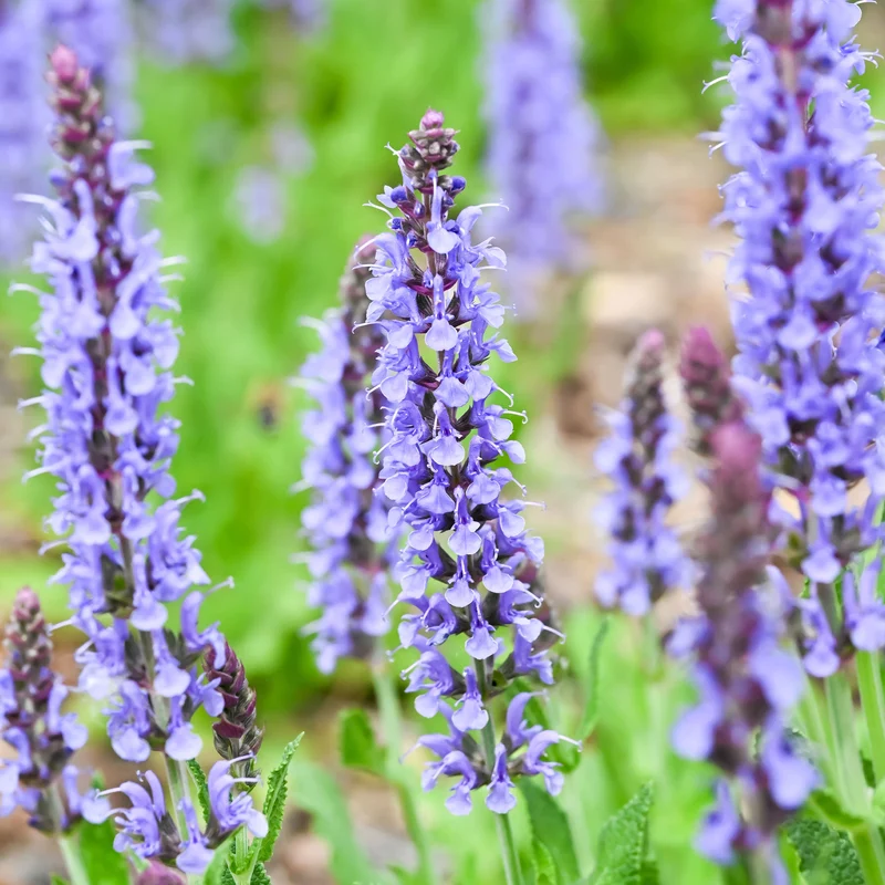 Waldsalbei Blauhügel