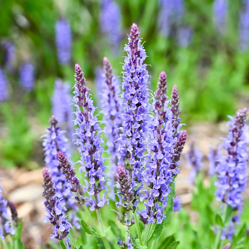 Waldsalbei Blauhügel
