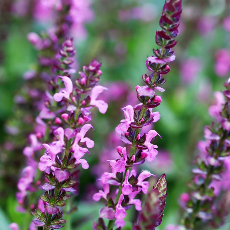 Wald-Salbei Rose Queen