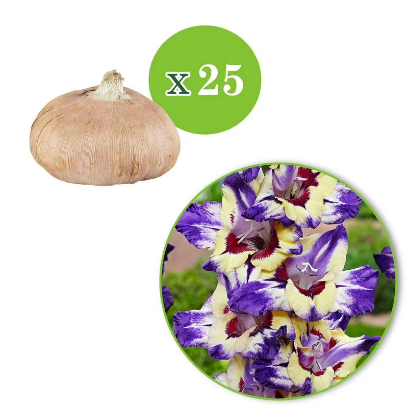 Gladiole 'Circus Club' (x25)