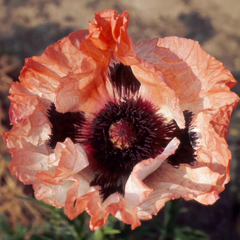 Orientalischer Mohn 'Picotee'