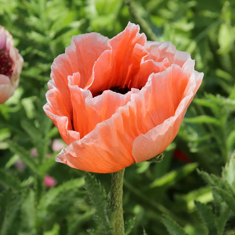 Orientalischer Mohn 'Picotee'