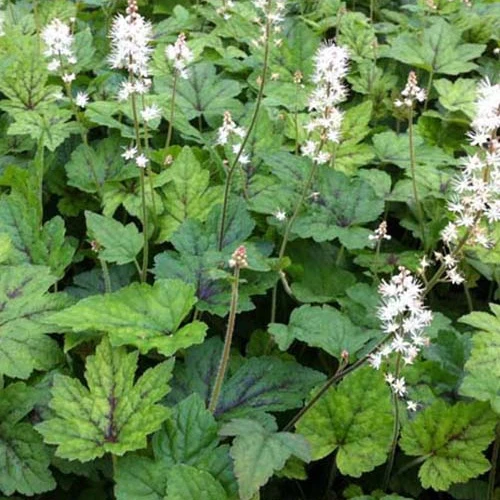 Schaumblüte ‘Running Tiger’