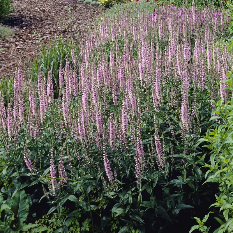 Langblättriger Ehrenpreis 'Pink Damask'