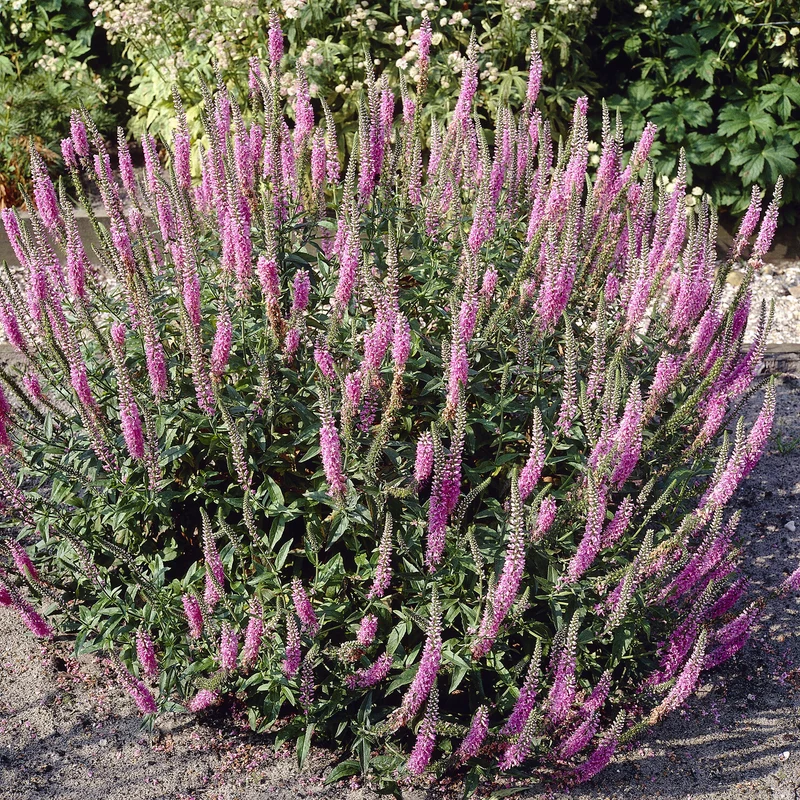 Langblättriger Ehrenpreis 'Pink Damask'