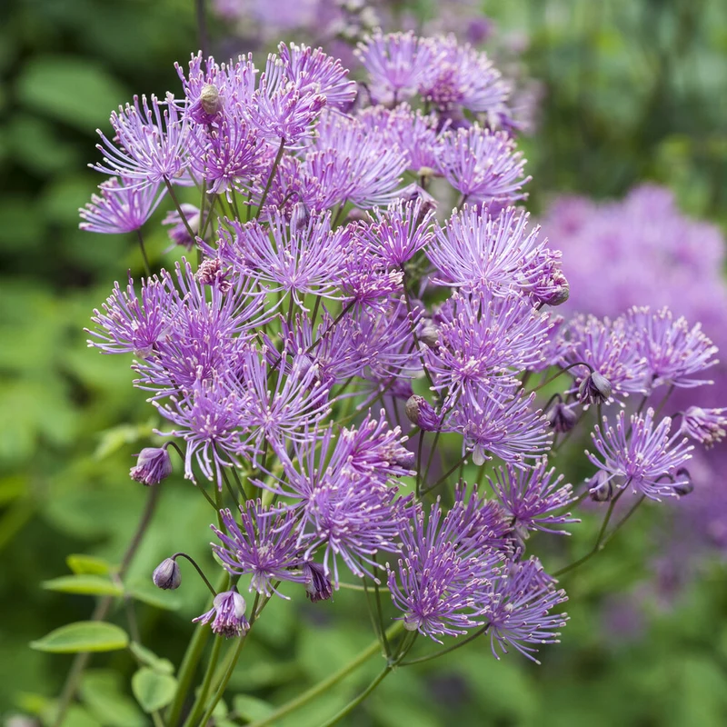 Akeleiblättrige Wiesenraute