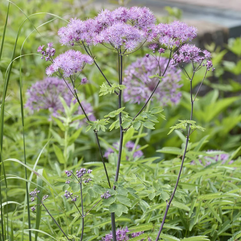 Akeleiblättrige Wiesenraute