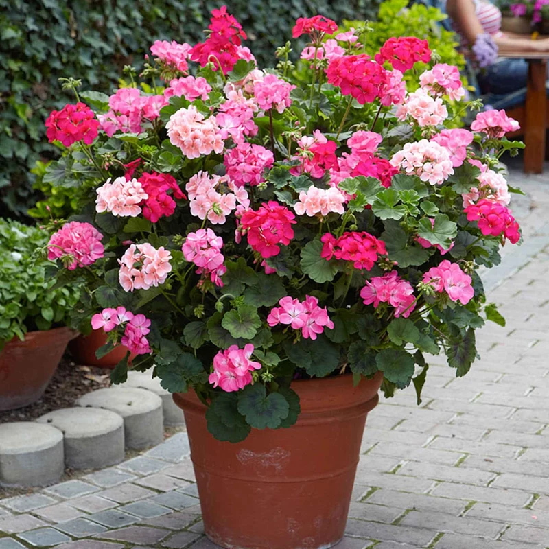 Stehende Geranie rosa