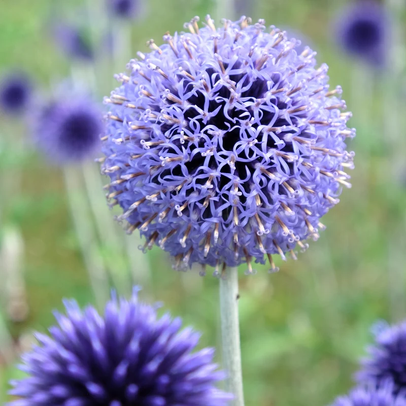 Kugeldistel ‘Veitch’s Blue’