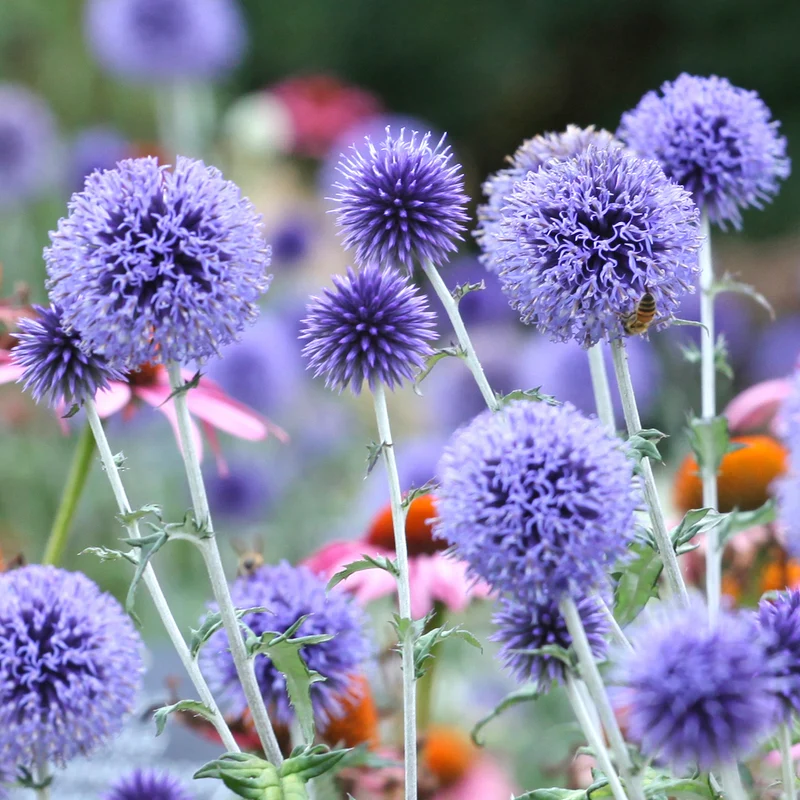 Kugeldistel ‘Veitch’s Blue’