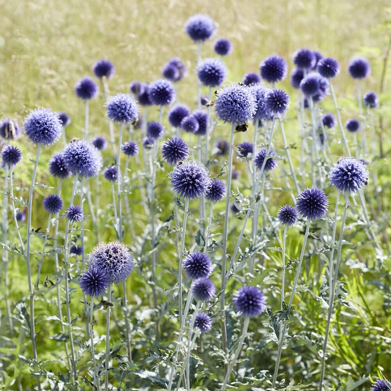Kugeldistel ‘Veitch’s Blue’