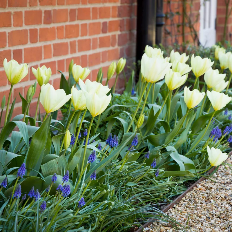 Fosteriana-Tulpen Purissima