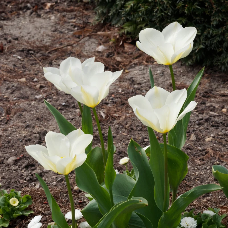 Fosteriana-Tulpen Purissima