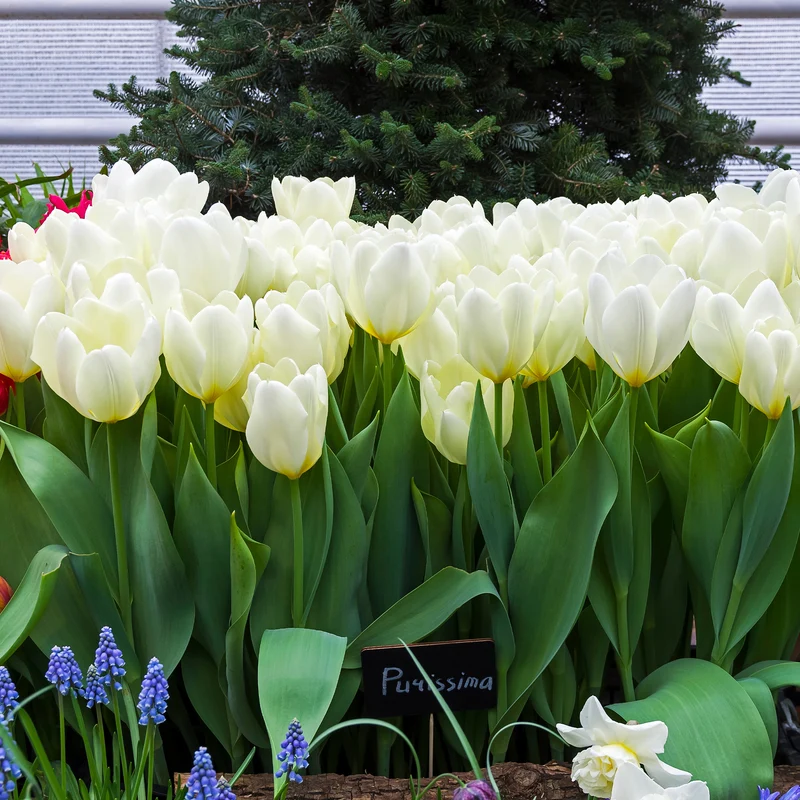Fosteriana-Tulpen Purissima