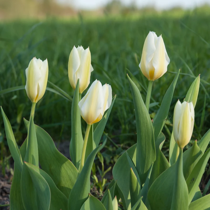 Fosteriana-Tulpen Purissima