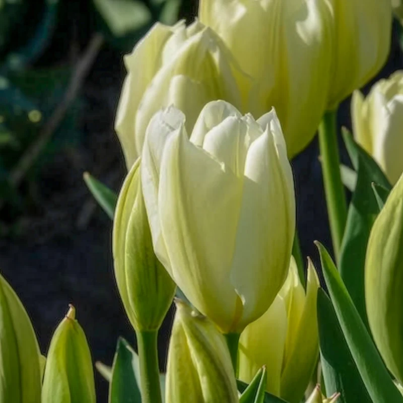 Fosteriana-Tulpen Purissima